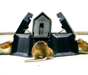 Three mice are eating out of a mouse bait station