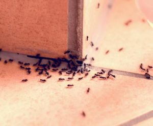 Ants making entry along floor.