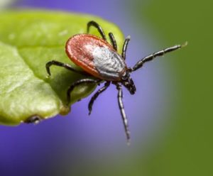Tick sitting on a green leaf.